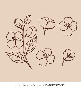 Set of leaves and flowers of jasmine. Hand drawn vector illustration in outline style.