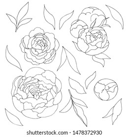 Set of leaves and flowers of peony. Vector illustration