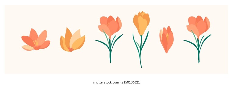 Set of leaves, flowers, plants. Floral wedding objects, botanical foliage. Elegant herbal spring illustration, vector