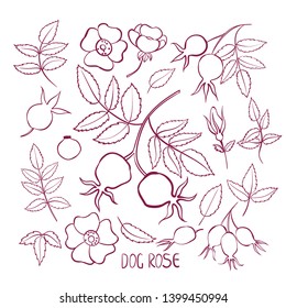 Set of leaves and flowers rosehip. Isolated on white background. Hand-

drawn illustration. Doodle.