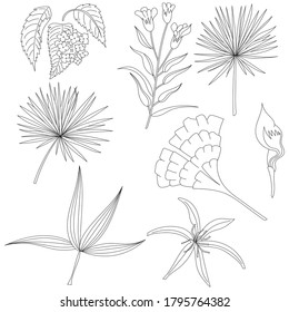 Conjunto de hojas y flores, vector. Imagen en relieve de plantas tropicales. Elementos florales. esquema, dibujos aislados en fondo blanco