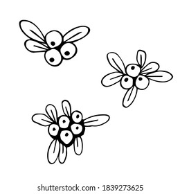 The set of  leaves and fruits of mistletoe are hand-drawn in the style of Doodle lines . Vector Christmas icons of mistletoe. Christmas icons of new year plants. Isolated on a white background