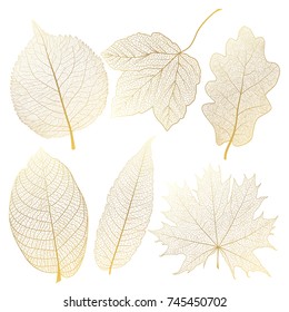 Set leaves of gold on white. Vector illustration. 
