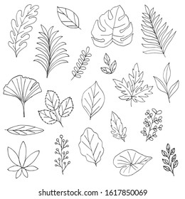 Set of leaves. Hand drawn decorative elements. Vector illustration