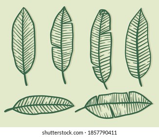 Conjunto de hojas Elementos decorativos dibujados a mano Ilustración vectorial