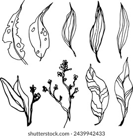 Set of leaves. Hand drawn decorative elements. Vector illustration. Decorative Elements for design of printing, souvenirs, wedding invitations, etc.