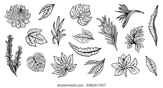 Set of leaves. Hand drawn decorative elements. Vector illustration.