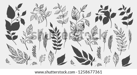 Set of leaves. Hand drawn decorative elements. Vector illustration Foto stock © 