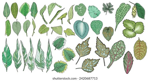 Set of leaves. Hand drawn herb set, lush and elegant exotic leaves for decoration design. Botanical green weeds and bushes. Decorative floral plant leaf, flower branches and twigs. Vector.