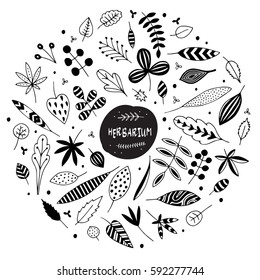 Set of leaves and herbs in round. Herbarium. Abstract isolated design elements. Hand drawn vector black and white illustrations. Cartoon, doodle. 