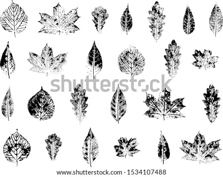 Set of leaves imprints. Black and white.