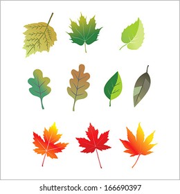 set of leaves isolated illustration on white background, design elements