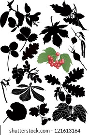 set of leaves isolated on white background