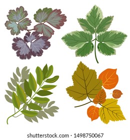 Set of leaves isolated on a white background. Autumn, summer. Simple cartoon flat style, vector illustration.
