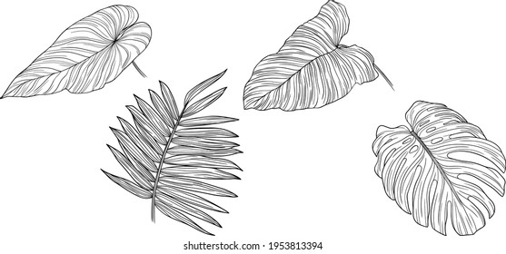 Set of leaves isolated on white. Tropical leaves. Hand drawn vector illustration.
