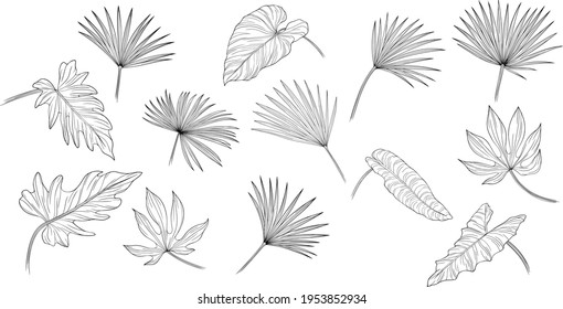 Conjunto de hojas aisladas en blanco. Hojas tropicales. Ilustración vectorial dibujada a mano.