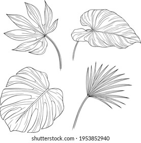 Set of leaves isolated on white. Tropical leaves. Hand drawn vector illustration.