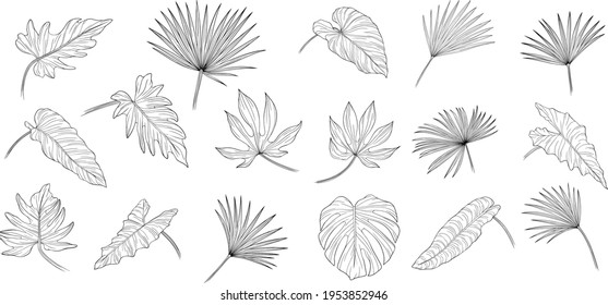 Set of leaves isolated on white. Tropical leaves. Hand drawn vector illustration.