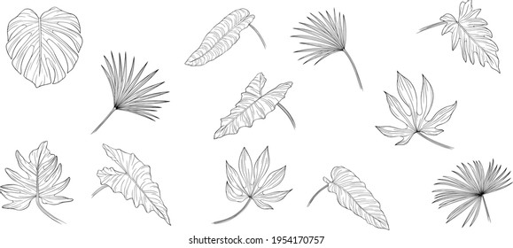 Set of leaves isolated on white. Tropical leaves. Hand drawn vector illustration. Eps10