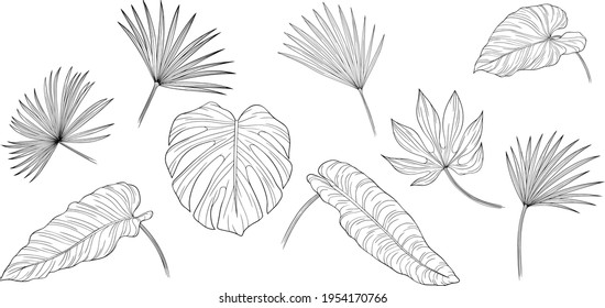 Set of leaves isolated on white. Tropical leaves. Hand drawn vector illustration. Eps10