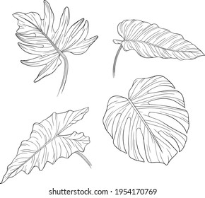 Set of leaves isolated on white. Tropical leaves. Hand drawn vector illustration. Eps10