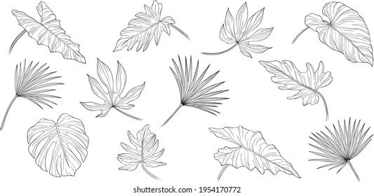 Set of leaves isolated on white. Tropical leaves. Hand drawn vector illustration. Eps10