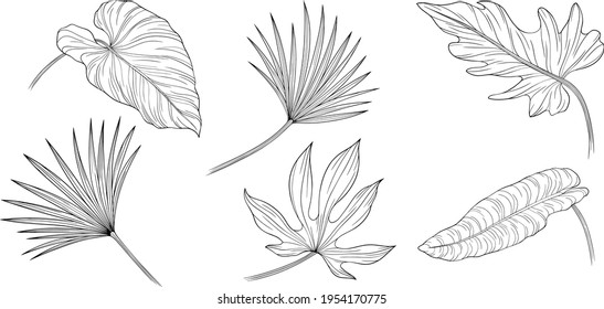 Set of leaves isolated on white. Tropical leaves. Hand drawn vector illustration. Eps10