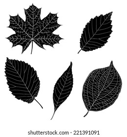 Set of leaves isolated on white - vector illustration