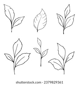 Eine Reihe von Blättern einzeln auf weißem Hintergrund, Vektorgrafik handgezeichnet. Ein Element für Design und Dekoration. Blätter zur Dekoration. Ein Zweig mit Blättern.