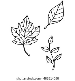 Set of the leaves isolated on white background. Botanical seasonal illustration.