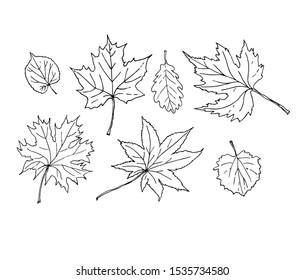 Line Drawing Oak Leaf Images Stock Photos Vectors Shutterstock