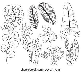 Set of leaves line hand drawn,vector illustration.Leave of plant doodle style.
