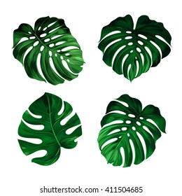 set of leaves monstera