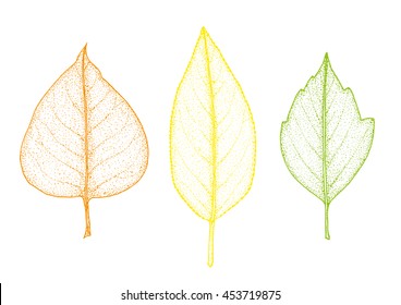 Set leaves of multicolored. Vector illustration. EPS 10.