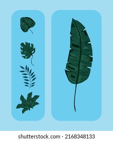 set of leaves nature and botanical