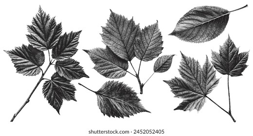 Conjunto de hojas, hojas antiguas talladas hoja Vector ilustración vintage Impresión de la hoja.