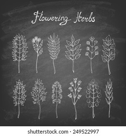 Set of leaves on the blackboard. Hand drawn design elements. Vector illustration. 