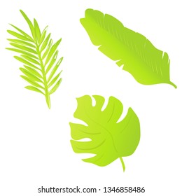 Set of leaves on a white background, tropical leaves , monstera, jungle leaf