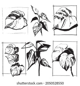 Conjunto de hojas sobre un fondo blanco. Conjunto de hojas dibujadas. Plantas y ramas. Hojas de árboles y flores. Dibujo de tinta. Esbozo de Grunge