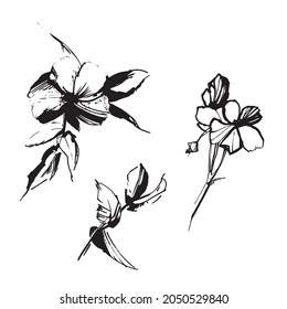 Set of leaves on a white background. Set of drawn leaves. Plants and branches. Leaves of trees and flowers. Ink drawing. Grunge sketch