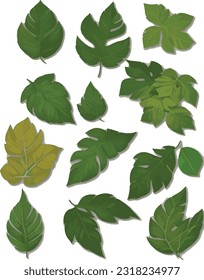 Set of leaves on white background, illustration, wrapping paper, textile or interior wallpaper, Luxury exotic botanical elements for wedding invitation, cosmetics design, summer banner, perfume,beauty