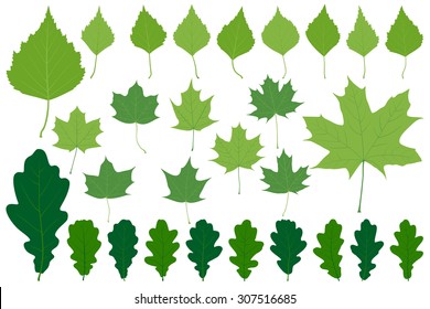Set of leaves on the white background for your design
