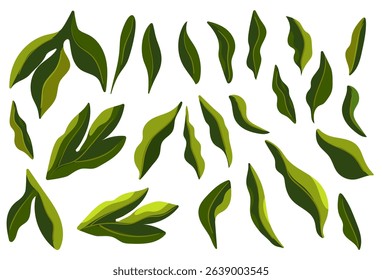 Set leaves peonies hand-drawn. collection of rose vector leaf on isolated white background
