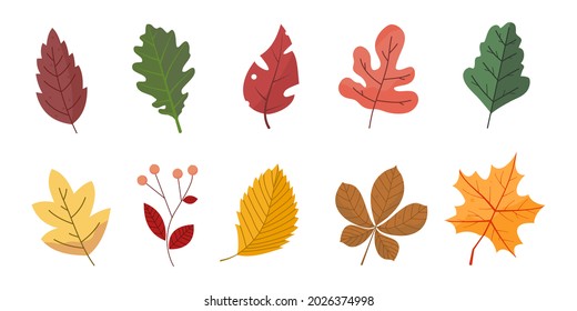 Set leaves plant colorful element for autumn season and white background.