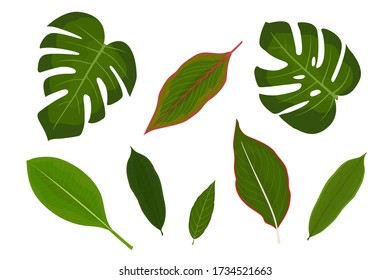 Fijar hojas o plantar hojas sobre fondo blanco. hojas tropicales vectoriales