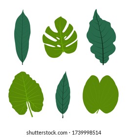 Set leaves or plant leaf on white background. vector tropical leaves