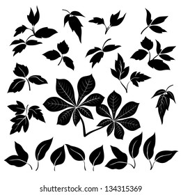 Set of leaves of plants and trees, black silhouettes on white background. Vector