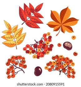 Set of leaves, rowan berries, chestnuts on a white background. Vector elements for autumn design. Vector elements for autumn design.