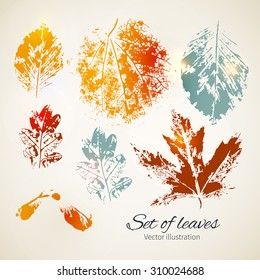 Set of leaves. Seasonal collection.