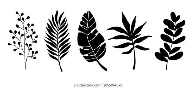 Set of leaves silhouette of beautiful plants, leaves, plant design. Vector illustration 